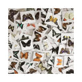 Buy Real Butterfly Specimens - 20pc Mixed Natural Home Decor