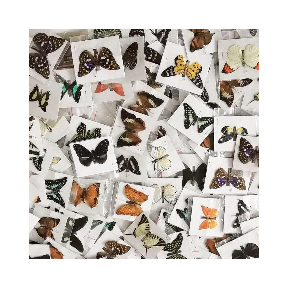 Buy Real Butterfly Specimens - 20pc Mixed Natural Home Decor