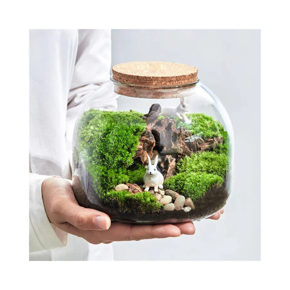 Best Moss Terrarium Glass Vase - Live Plant Container